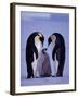 Weddell Sea, Riiser-Larsen Ice Shelf, Emperor Penguins and Chick, Antarctica-Allan White-Framed Photographic Print