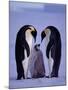 Weddell Sea, Riiser-Larsen Ice Shelf, Emperor Penguins and Chick, Antarctica-Allan White-Mounted Photographic Print