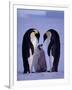 Weddell Sea, Riiser-Larsen Ice Shelf, Emperor Penguins and Chick, Antarctica-Allan White-Framed Photographic Print