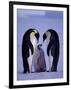 Weddell Sea, Riiser-Larsen Ice Shelf, Emperor Penguins and Chick, Antarctica-Allan White-Framed Photographic Print