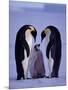 Weddell Sea, Riiser-Larsen Ice Shelf, Emperor Penguins and Chick, Antarctica-Allan White-Mounted Photographic Print