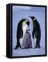 Weddell Sea, Riiser-Larsen Ice Shelf, Emperor Penguins and Chick, Antarctica-Allan White-Framed Stretched Canvas