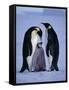 Weddell Sea, Riiser-Larsen Ice Shelf, Emperor Penguins and Chick, Antarctica-Allan White-Framed Stretched Canvas