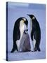 Weddell Sea, Riiser-Larsen Ice Shelf, Emperor Penguins and Chick, Antarctica-Allan White-Stretched Canvas