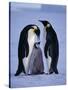 Weddell Sea, Riiser-Larsen Ice Shelf, Emperor Penguins and Chick, Antarctica-Allan White-Stretched Canvas