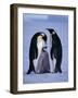 Weddell Sea, Riiser-Larsen Ice Shelf, Emperor Penguins and Chick, Antarctica-Allan White-Framed Photographic Print