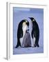 Weddell Sea, Riiser-Larsen Ice Shelf, Emperor Penguins and Chick, Antarctica-Allan White-Framed Photographic Print