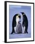 Weddell Sea, Riiser-Larsen Ice Shelf, Emperor Penguins and Chick, Antarctica-Allan White-Framed Photographic Print