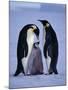 Weddell Sea, Riiser-Larsen Ice Shelf, Emperor Penguins and Chick, Antarctica-Allan White-Mounted Photographic Print
