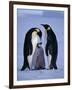 Weddell Sea, Riiser-Larsen Ice Shelf, Emperor Penguins and Chick, Antarctica-Allan White-Framed Photographic Print