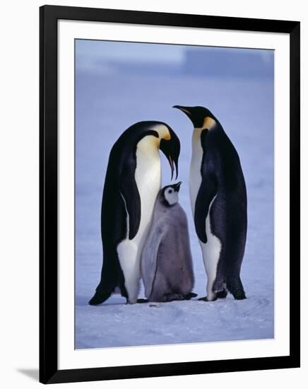 Weddell Sea, Riiser-Larsen Ice Shelf, Emperor Penguins and Chick, Antarctica-Allan White-Framed Photographic Print