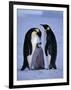 Weddell Sea, Riiser-Larsen Ice Shelf, Emperor Penguins and Chick, Antarctica-Allan White-Framed Photographic Print