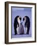 Weddell Sea, Riiser-Larsen Ice Shelf, Emperor Penguins and Chick, Antarctica-Allan White-Framed Premium Photographic Print