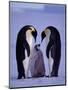 Weddell Sea, Riiser-Larsen Ice Shelf, Emperor Penguins and Chick, Antarctica-Allan White-Mounted Premium Photographic Print