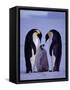 Weddell Sea, Riiser-Larsen Ice Shelf, Emperor Penguins and Chick, Antarctica-Allan White-Framed Stretched Canvas