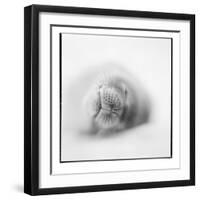 Weddell Seal, Deception Island, Antarctica-Paul Souders-Framed Photographic Print