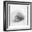 Weddell Seal, Deception Island, Antarctica-Paul Souders-Framed Photographic Print