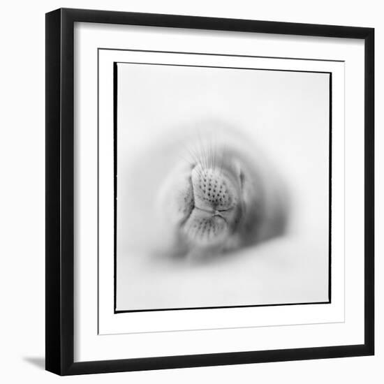 Weddell Seal, Deception Island, Antarctica-Paul Souders-Framed Photographic Print