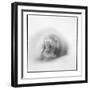 Weddell Seal, Deception Island, Antarctica-Paul Souders-Framed Photographic Print