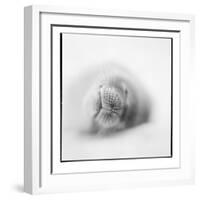 Weddell Seal, Deception Island, Antarctica-Paul Souders-Framed Photographic Print