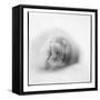 Weddell Seal, Deception Island, Antarctica-Paul Souders-Framed Stretched Canvas