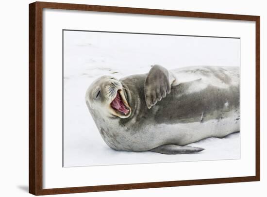 Weddell Seal (Leptonychotes Weddellii) Hauled Out on Ice at Snow Island-Michael Nolan-Framed Photographic Print