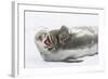 Weddell Seal (Leptonychotes Weddellii) Hauled Out on Ice at Snow Island-Michael Nolan-Framed Photographic Print
