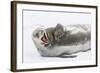 Weddell Seal (Leptonychotes Weddellii) Hauled Out on Ice at Snow Island-Michael Nolan-Framed Photographic Print