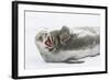 Weddell Seal (Leptonychotes Weddellii) Hauled Out on Ice at Snow Island-Michael Nolan-Framed Photographic Print