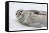 Weddell Seal (Leptonychotes Weddellii) Resting on Ice at Half Moon Island-Michael Nolan-Framed Stretched Canvas