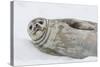 Weddell Seal (Leptonychotes Weddellii) Resting on Ice at Half Moon Island-Michael Nolan-Stretched Canvas