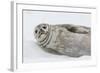 Weddell Seal (Leptonychotes Weddellii) Resting on Ice at Half Moon Island-Michael Nolan-Framed Photographic Print