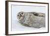 Weddell Seal (Leptonychotes Weddellii) Resting on Ice at Half Moon Island-Michael Nolan-Framed Photographic Print