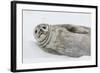 Weddell Seal (Leptonychotes Weddellii) Resting on Ice at Half Moon Island-Michael Nolan-Framed Photographic Print