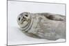 Weddell Seal (Leptonychotes Weddellii) Resting on Ice at Half Moon Island-Michael Nolan-Mounted Photographic Print
