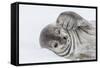 Weddell Seal (Leptonychotes Weddellii) Resting on Ice at Half Moon Island-Michael Nolan-Framed Stretched Canvas