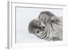 Weddell Seal (Leptonychotes Weddellii) Resting on Ice at Half Moon Island-Michael Nolan-Framed Photographic Print