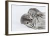 Weddell Seal (Leptonychotes Weddellii) Resting on Ice at Half Moon Island-Michael Nolan-Framed Photographic Print