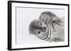 Weddell Seal (Leptonychotes Weddellii) Resting on Ice at Half Moon Island-Michael Nolan-Framed Photographic Print