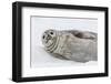 Weddell Seal (Leptonychotes Weddellii) Resting on Ice at Half Moon Island-Michael Nolan-Framed Photographic Print