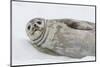 Weddell Seal (Leptonychotes Weddellii) Resting on Ice at Half Moon Island-Michael Nolan-Mounted Photographic Print