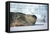 Weddell Seal Lying on Ice-DLILLC-Framed Stretched Canvas