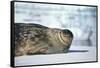 Weddell Seal Lying on Ice-DLILLC-Framed Stretched Canvas