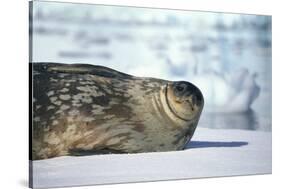 Weddell Seal Lying on Ice-DLILLC-Stretched Canvas