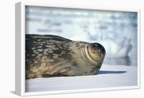 Weddell Seal Lying on Ice-DLILLC-Framed Photographic Print