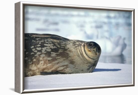 Weddell Seal Lying on Ice-DLILLC-Framed Photographic Print