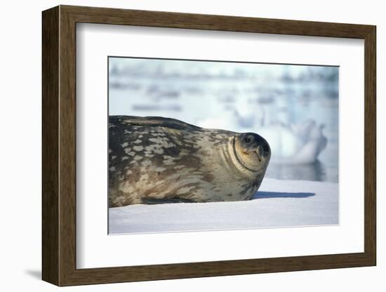 Weddell Seal Lying on Ice-DLILLC-Framed Photographic Print