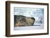 Weddell Seal Lying on Ice-DLILLC-Framed Photographic Print