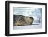 Weddell Seal Lying on Ice-DLILLC-Framed Photographic Print