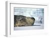 Weddell Seal Lying on Ice-DLILLC-Framed Photographic Print